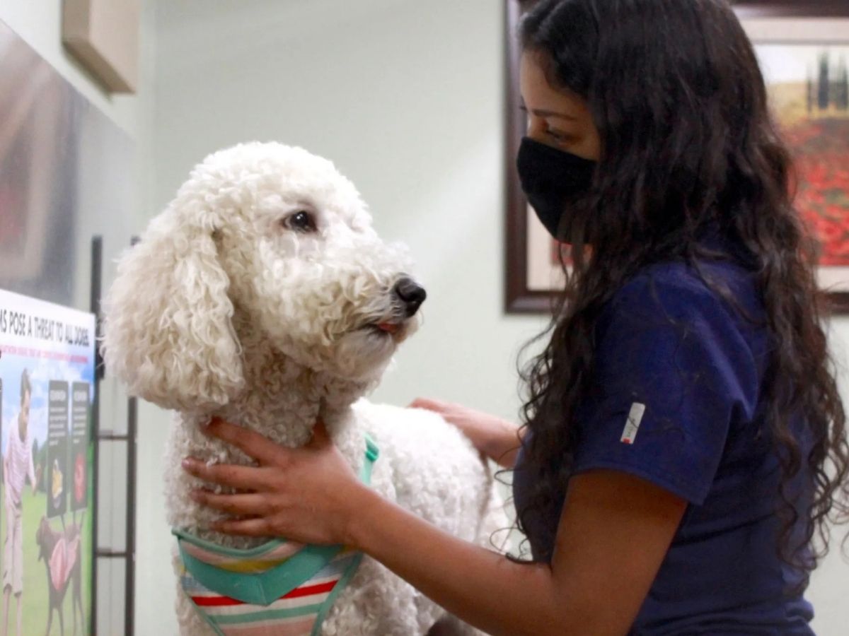 A dog being treated by a veterinarian in Irving.
