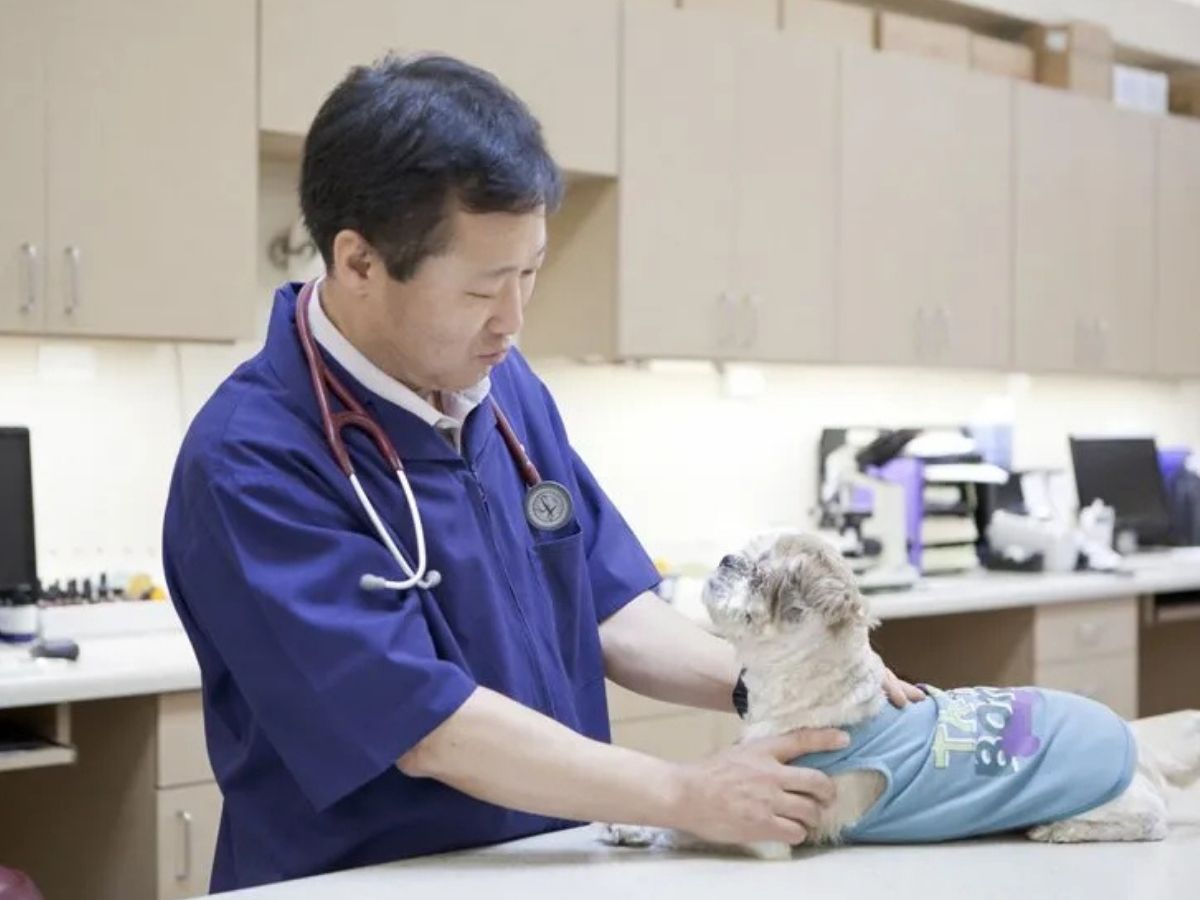 A veterinarian in Irving checking out a small dog on an exam table.