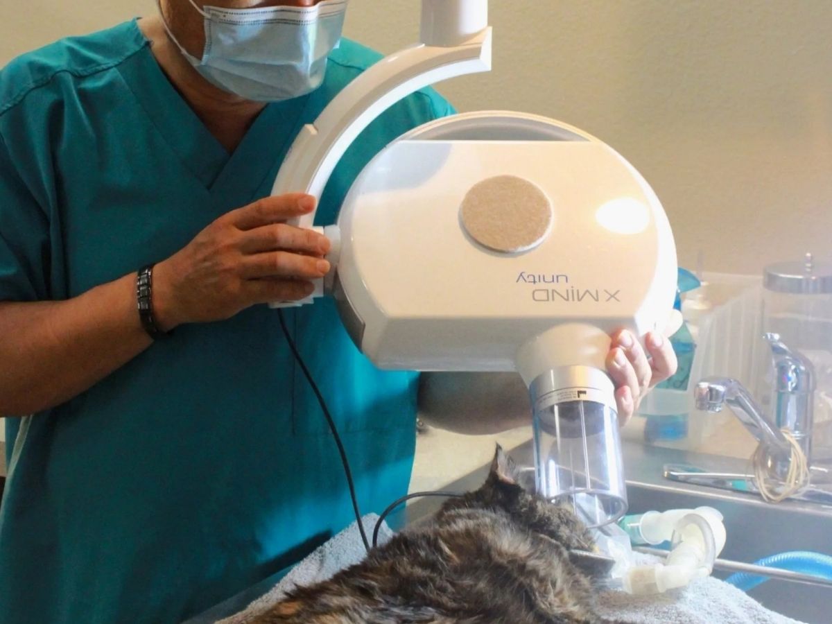 A veterinarian in Irving checking a cat with a device.